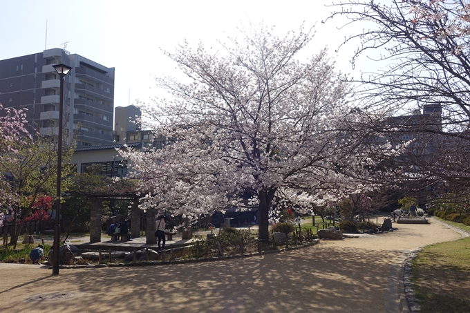 京都桜速報2018_11　No30