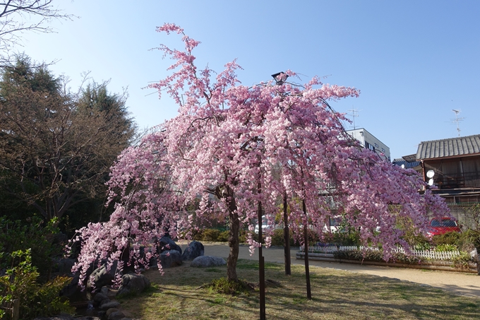 京都桜速報2018_11　No32