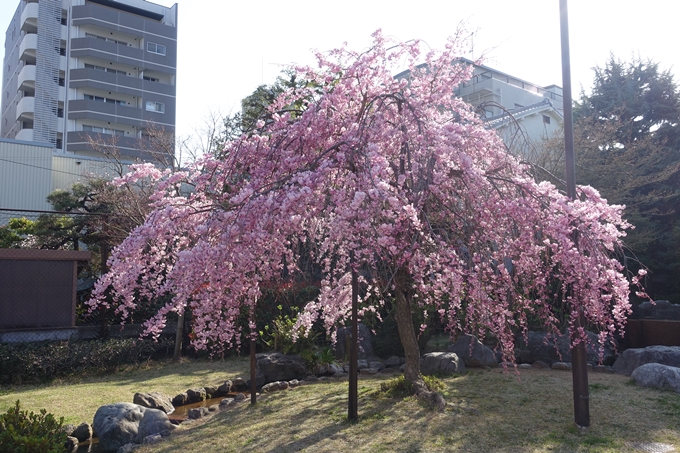 京都桜速報2018_11　No33