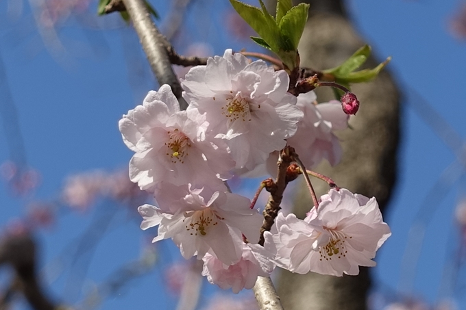 京都桜速報2018_11　No34