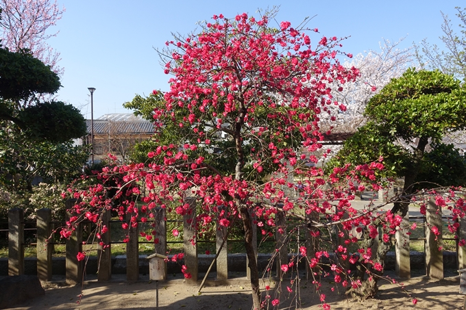 京都桜速報2018_11　No36