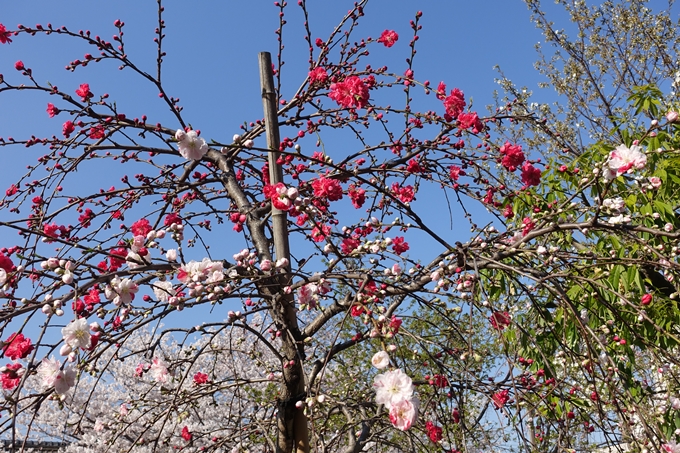 京都桜速報2018_11　No37