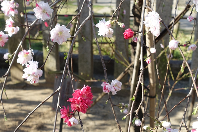 京都桜速報2018_11　No39