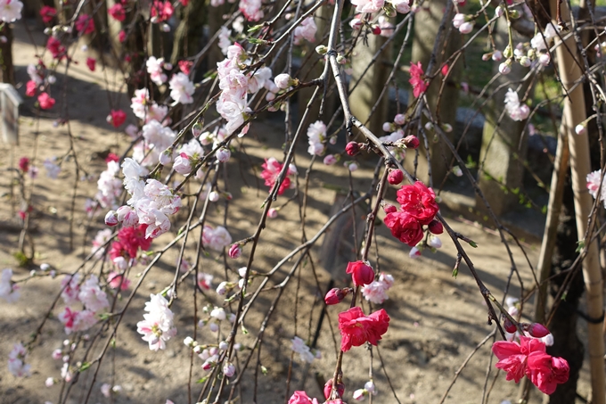 京都桜速報2018_11　No40