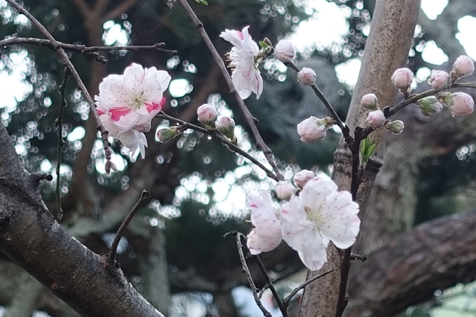 京都桜速報2018_11　No41