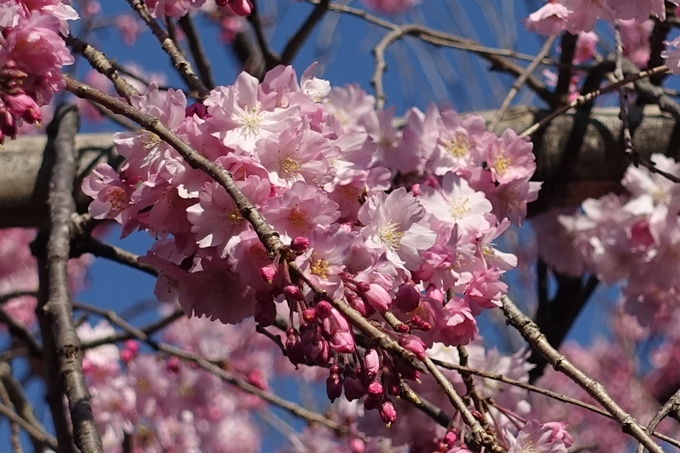 京都桜速報2018_11　No45