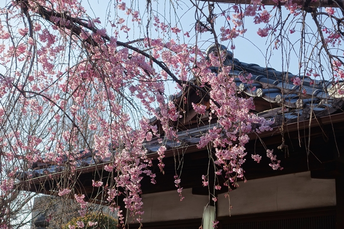 京都桜速報2018_11　No47