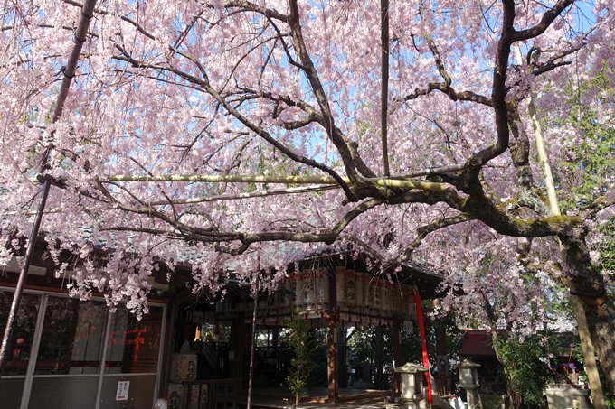 京都桜速報2018_11　No48