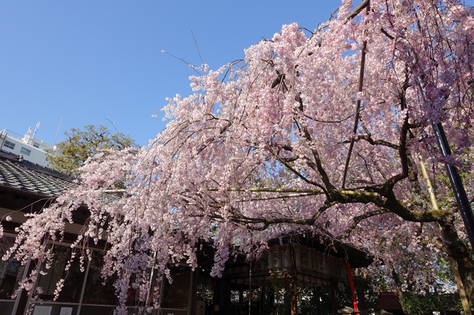 京都桜速報2018_11　No49