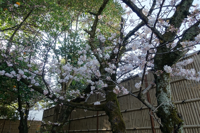 京都桜速報2018_11　No52