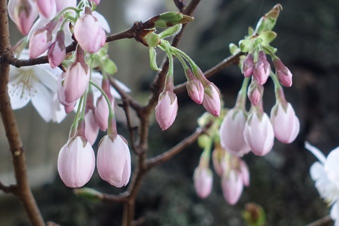 京都桜速報2018_11　No53