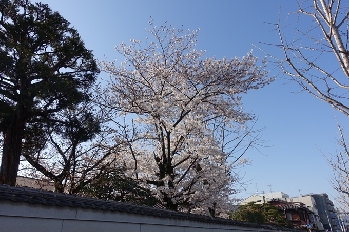 京都桜速報2018_11　No55