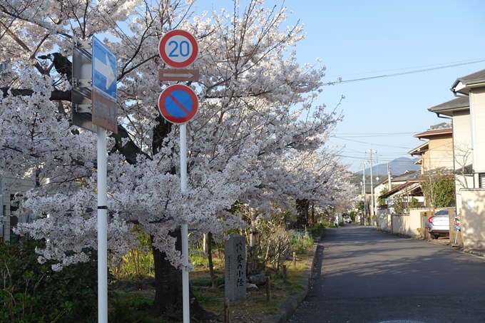 京都桜速報2018_11　No56