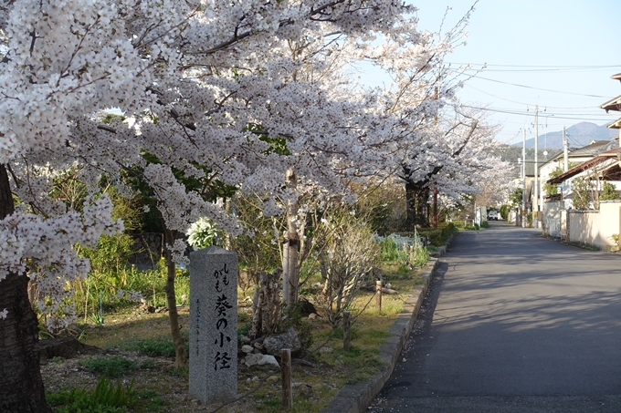 京都桜速報2018_11　No57