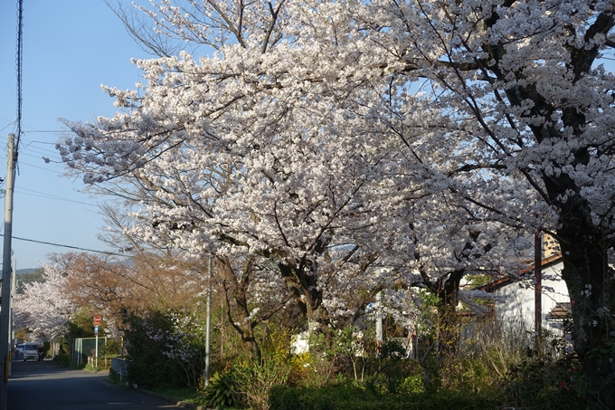 京都桜速報2018_11　No58