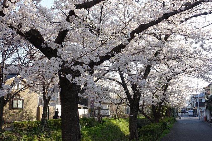 京都桜速報2018_11　No59