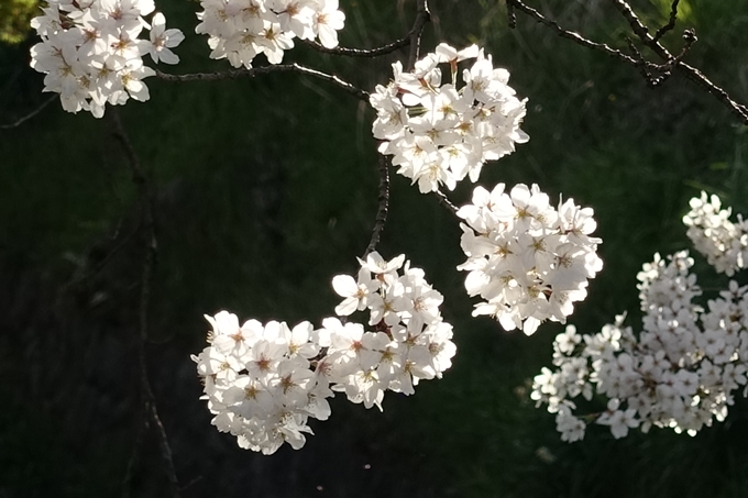 京都桜速報2018_11　No60