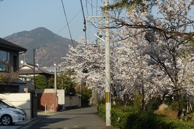 京都桜速報2018_11　No61