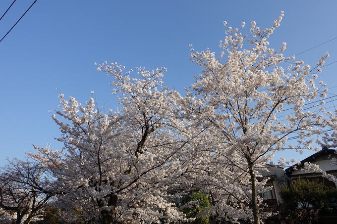 京都桜速報2018_11　No62