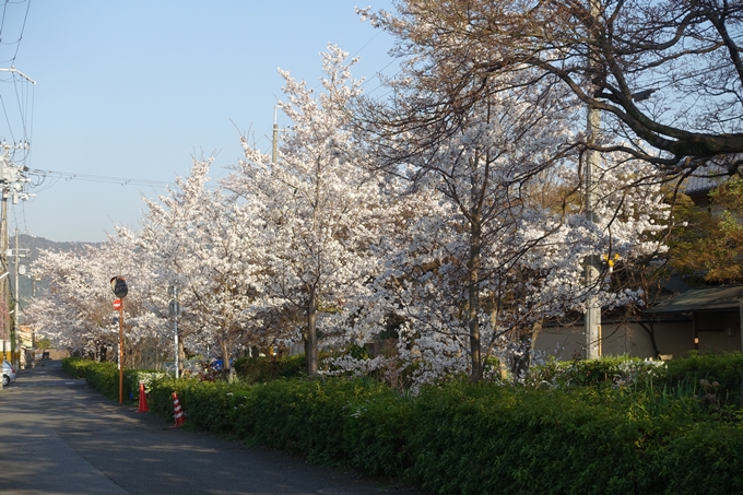 京都桜速報2018_11　No63