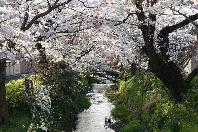 京都桜速報2018_11　No64