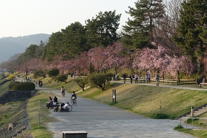 京都桜速報2018_11　No68