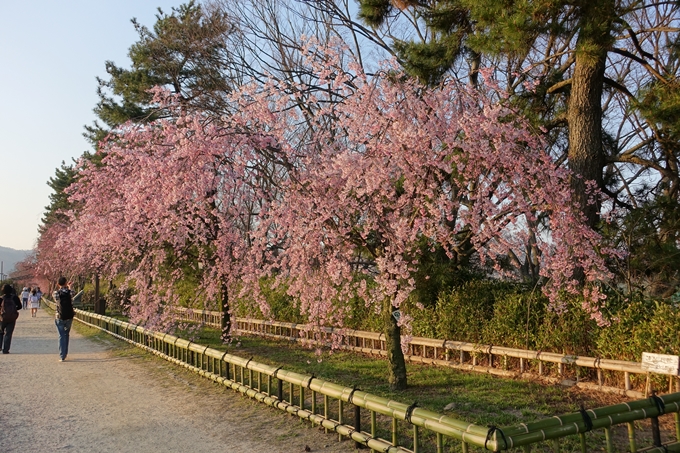 京都桜速報2018_11　No69