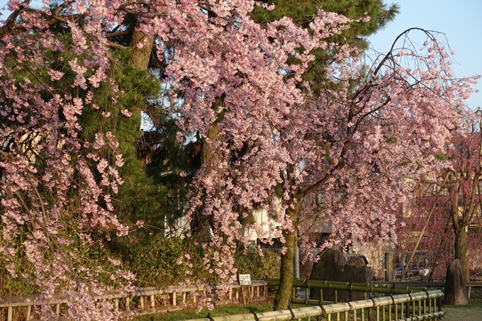 京都桜速報2018_11　No70