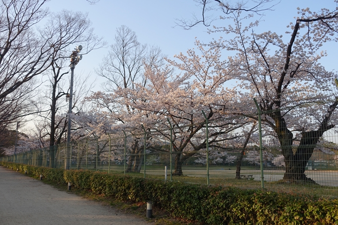 京都桜速報2018_11　No71