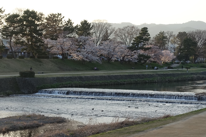 京都桜速報2018_11　No72