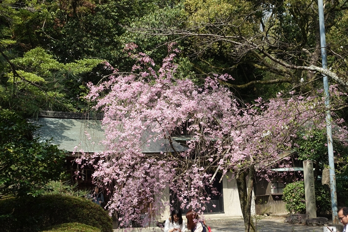 京都桜速報2018_12　No5