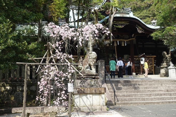 京都桜速報2018_12　No6