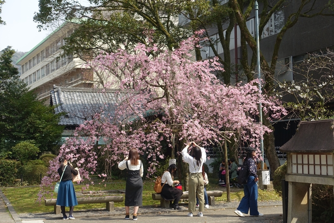 京都桜速報2018_12　No7