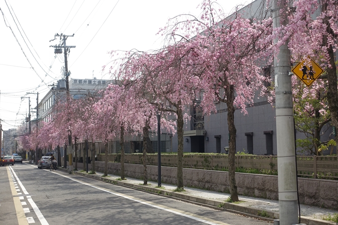 京都桜速報2018_12　No8