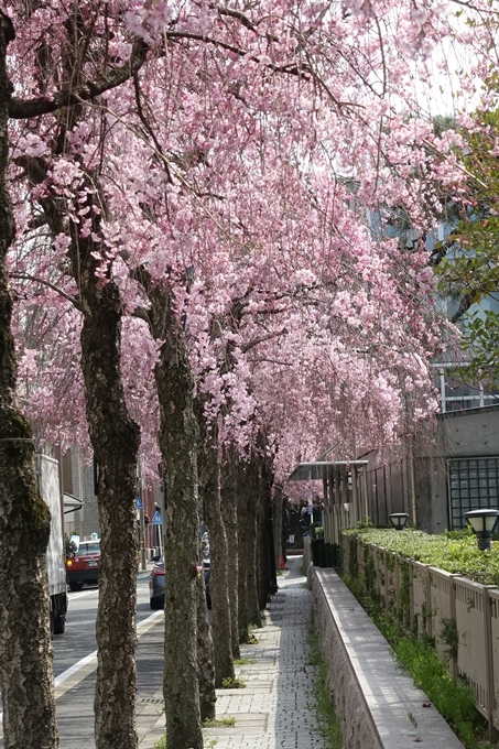 京都桜速報2018_12　No9