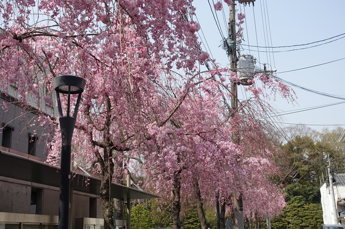 京都桜速報2018_12　No10