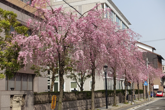 京都桜速報2018_12　No14