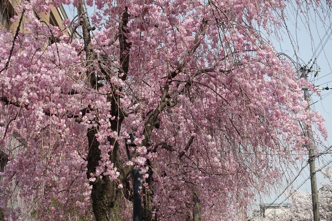 京都桜速報2018_12　No15