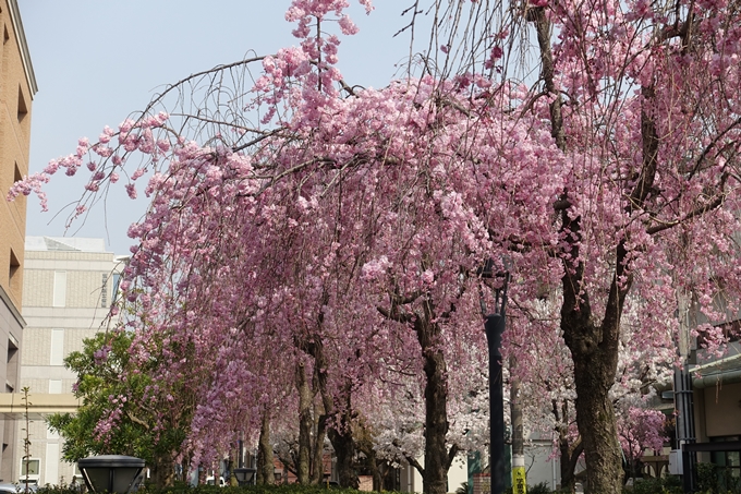 京都桜速報2018_12　No18