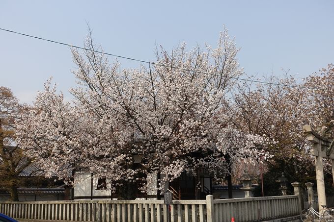 京都桜速報2018_12　No20