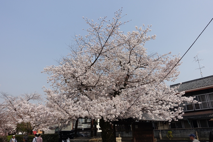 京都桜速報2018_12　No21