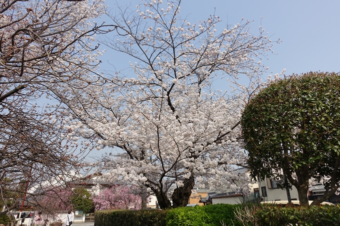 京都桜速報2018_12　No22