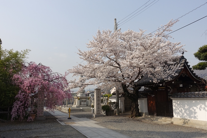 京都桜速報2018_12　No23