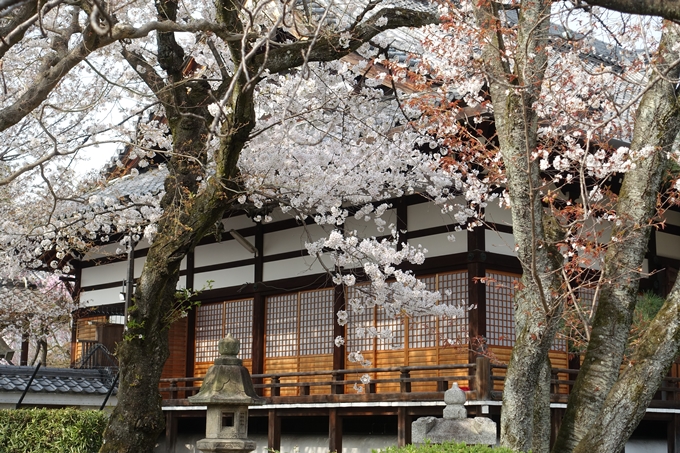 京都桜速報2018_12　No25