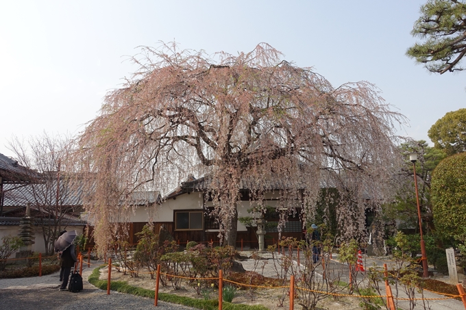 京都桜速報2018_12　No26