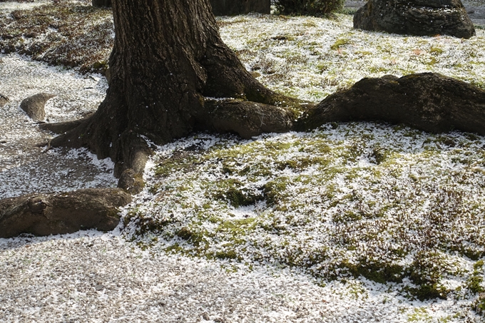 京都桜速報2018_12　No28