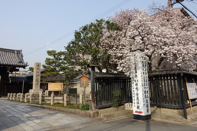 京都桜速報2018_12　No32