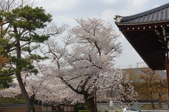 京都桜速報2018_12　No34