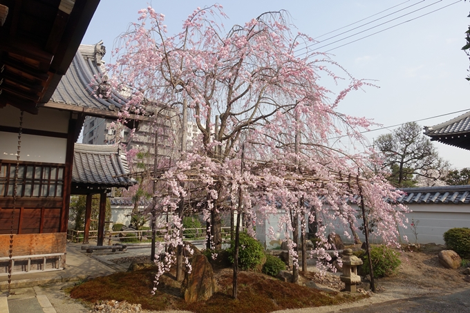 京都桜速報2018_12　No35