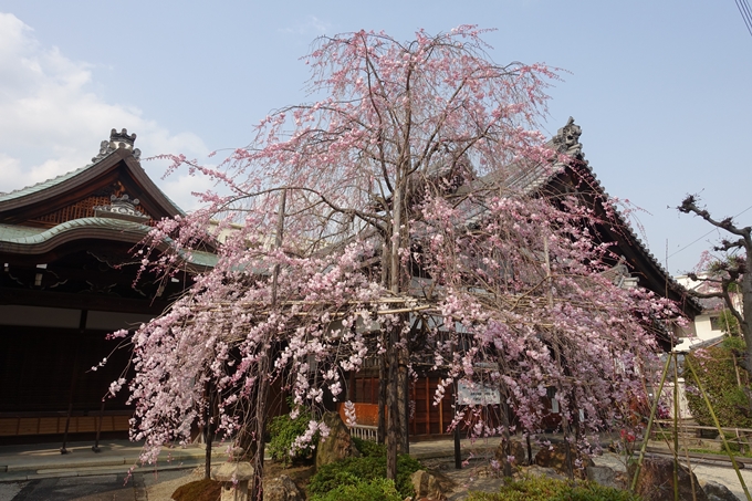 京都桜速報2018_12　No36